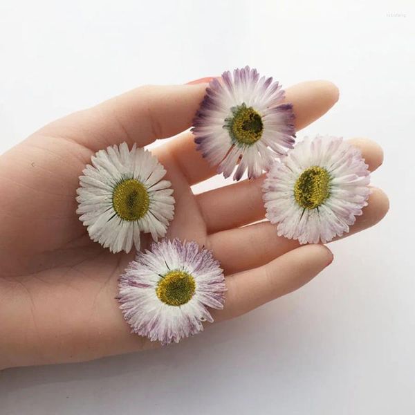 Fiori decorativi 60 pz pressati secchi 3-4.5 cm bianco/viola grande margherita fiore pianta erbario per gioielli cassa del telefono cornice Po segnalibro fai da te