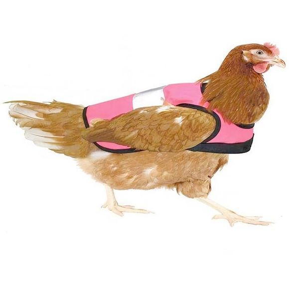 YUEXUAN Designer Gilet per Pollo Vestiti per Animali Domestici Gilet per Anatra Oca Pettorina per Pollo Regolabile Prova dell'Acqua Gallina, Grembiule da Sella per Gallina Pollame Supporto per Protezione Piume di Pollo