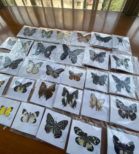 20 peças natural desmontado rhopalocera le papillon borboleta espécime arte material decoração 2202214025531