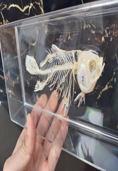 Scheletro di pesce cablato Stranezze tassidermia di pesce Esemplare di animale in resina in blocco di resina trasparente scheletro di teschio giocattoli didattici Rifornimento attivo6129024