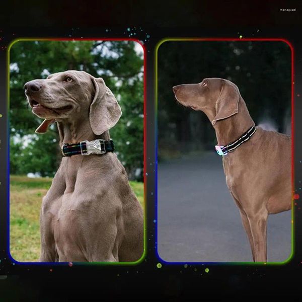 Collari per cani Collare leggero a led di lunga durata per animali domestici di sicurezza notturni con tracolla luminosa media