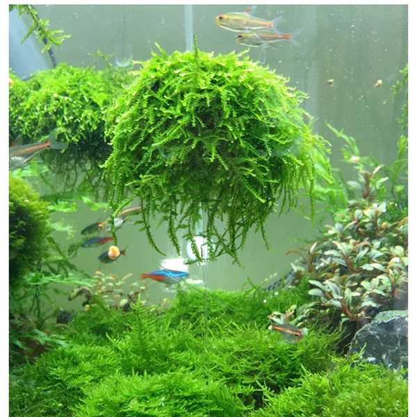 Dekorasyonlar Yosun topu filtre doğa bitkisi dip filtrasyonu balık su evcil hayvan malzemeleri akvaryum balık tankı dekor evcil hayvan ürünleri dekorasyon 230428