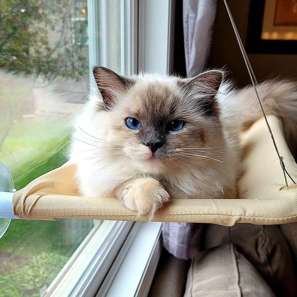 Matten, Katzen-Ruhesitz, Sitzstange, Fenster-Hängematte, Katzen-Sicherheitsbett mit langlebigen, robusten Saugnäpfen, Katzenbett hält bis zu 13,6 kg