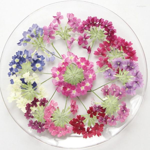 Flores decorativas 1000pcs verbena com amostras de caules naturais secas para decoração de velas perfumadas remessa grátis