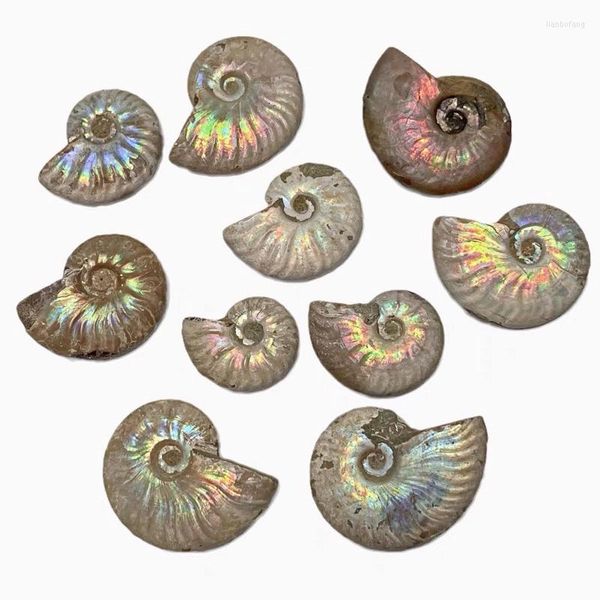 Figurine decorative Madagascar Ammonite iridescente naturale Ammolite Sfaccettatura Esemplare Pietra minerale Conchiglia Paleontologico Lumaca Collezionismo