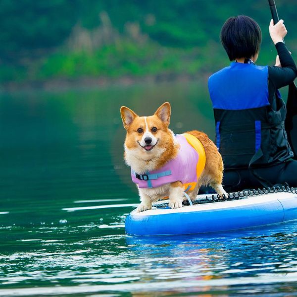 Ayakkabılar Kaptan Kısa Dereceli Köpek Mayo Köpek Canım Yelek Evcil Yüzdürme Su Rafting Giysileri Dalgalı Mayo Büst Geri Pet Malzemeleri