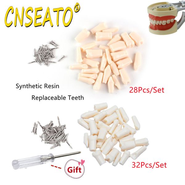 Altro Igiene orale Dental Typodont Modello Denti rimovibili Resina Protesi Odontoiatria Pratica didattica 2832Pcs Dente di ricambio Vite falsa Standard 230617