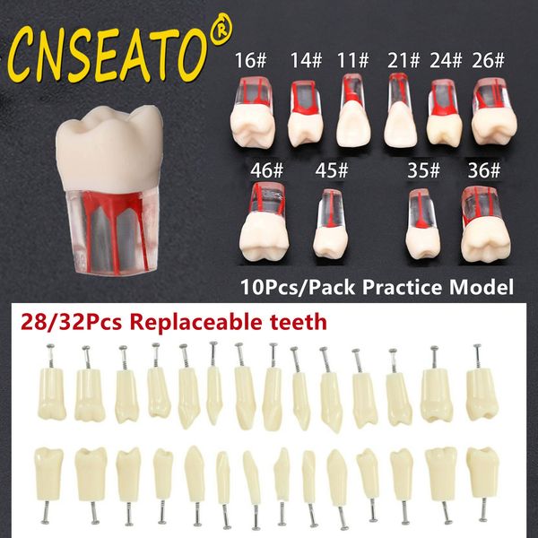 Altro Igiene orale 10Pc Dente dentale Modello Endodontic Root Canal Block RCT Practice Pulp Cavity Odontoiatria Sostituisci i denti in resina Endo Training Student 230617