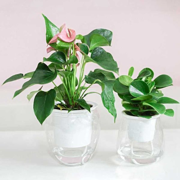 Vasi da fiori Vasi da fiori trasparenti Vaso da fiori rotondo per coltura idroponica Fioriera autoassorbente per la casa Bonsai Arredamento da tavolo moderno per interni