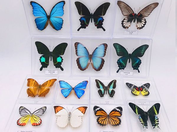 Objetos decorativos Figuras Exhibición de espécimen de mariposa Alas de exhibición de espécimen de insecto de mariposa real Regalo de cumpleaños creativo para estudiantes Caja transparente 230621