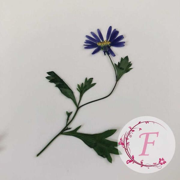 Kurutulmuş Çiçekler 10 PCS Preslenmiş Aster Tataricus Sap Bitki Mücevher Kartpostal Davetiye HERBARIUM