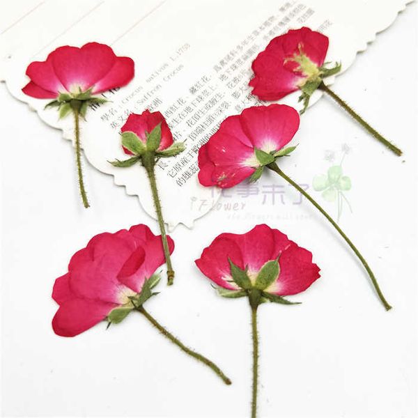 Kurutulmuş Çiçekler 100 PCS Doğa DIY Düğün Davetiyeleri İçin Ebedi Gerçek Çiçeklerle Preslenmiş Güller Bookmark Hediye Kartı Telefon Kabuğu Dekoru