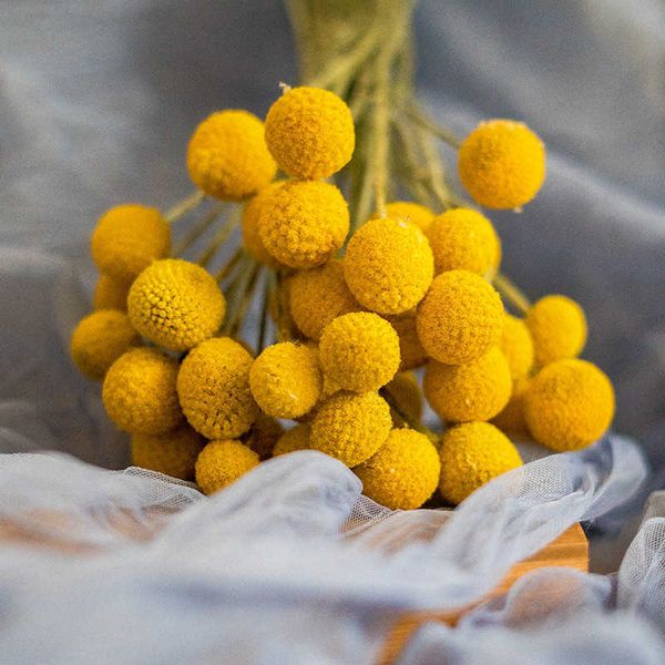 Fiori secchi 20 pezzi Craspedia naturale Billy Balls Sfere dorate Fiore giallo conservato Home Office Decorazione di nozze Accessori per la tavola