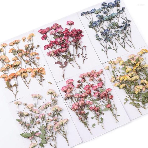 Декоративные цветы DIY Многоцелевое украшение Тисненое растение Настоящее сушеное прессованное руководство