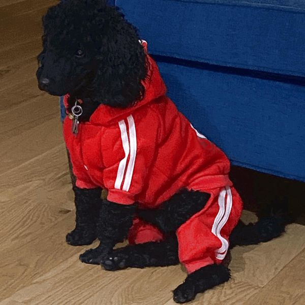 Abbigliamento invernale Adidog, vestiti per cani da compagnia per cani di taglia piccola, media e grande, felpa con cappuccio per cani grandi, giacca cucciolo costume Schnauzer Pug