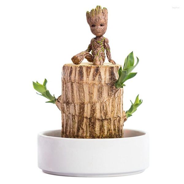 Dekorative Blumen Brasilien Holz Hydrokultur Topfpflanze Indoor Lucky Office Desktop Green Home Decor Fairy Garden