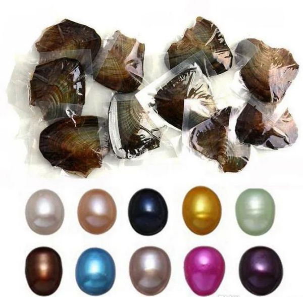 NEU Austern mit gefärbten Naturperlen im Inneren Perlenparty-Austern in großen Mengen, zu Hause geöffnet Perlenaustern mit Vakuumverpackung Epacket LL