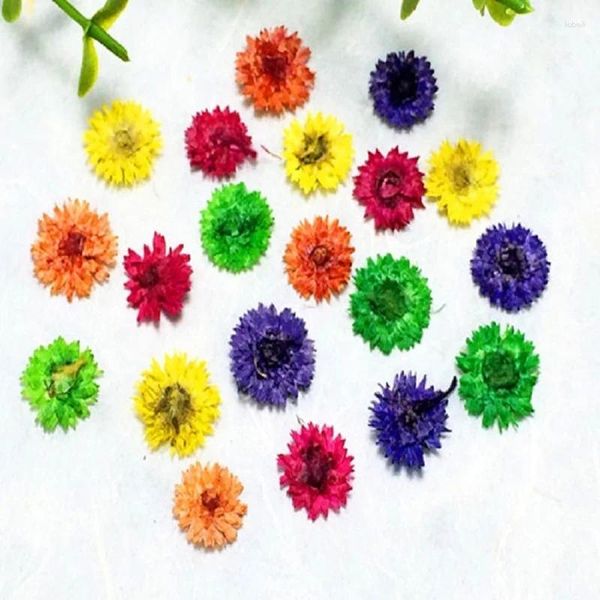 Flores decorativas 60 peças flores secas prensadas anafalis plantas secas para resina epóxi pingente colar jóias fazendo artesanato acessórios diy