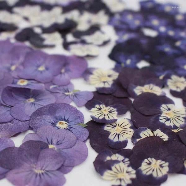 Dekorative Blumen 120 Stück gepresste getrocknete Viola Tricolor L Stiefmütterchen Herbarium für Nail Art Gesicht Make UP Epoxidharz Schmuck Rahmen Handyhülle