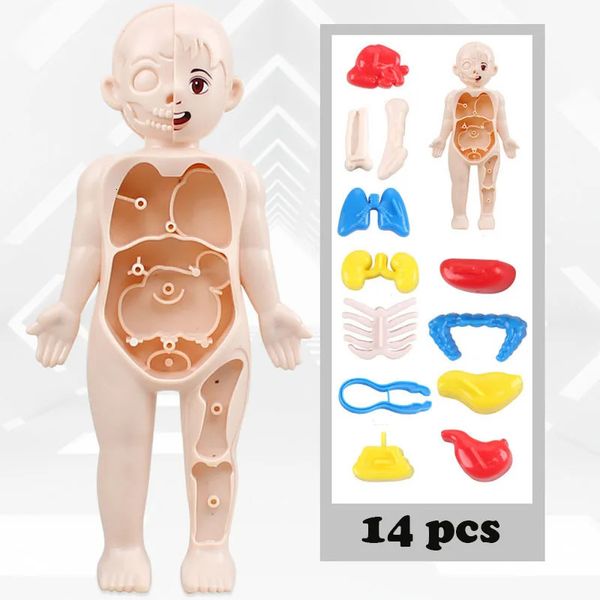 Science Discovery Kid Montessori 3D Puzzle Body Human Anatomy Model Educational Learning Organ Organ Toining Tonshing Tool for Children 231027