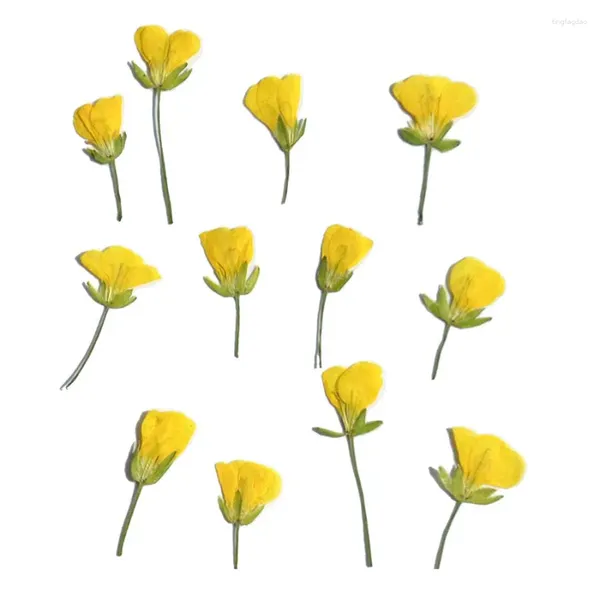 Flores decorativas 120 peças lado pressionado seco amarelo cole planta herbário para joias po moldura capa de telefone marcador scrapbook cartão postal diy