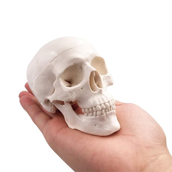 Giocattoli di Halloween Mini modello di teschio Osso della testa adulto anatomico umano di piccole dimensioni per l'istruzione 220908