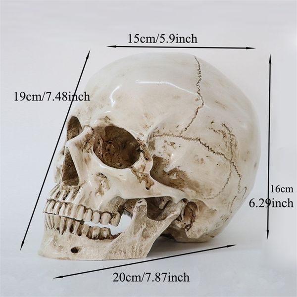 Dekorative Objekte Figuren Modell Menschlicher Kopf Modell Harz Replik in natürlicher Größe 1 1 Halloween Dekoration Hochwertiger Heimschädel 220827