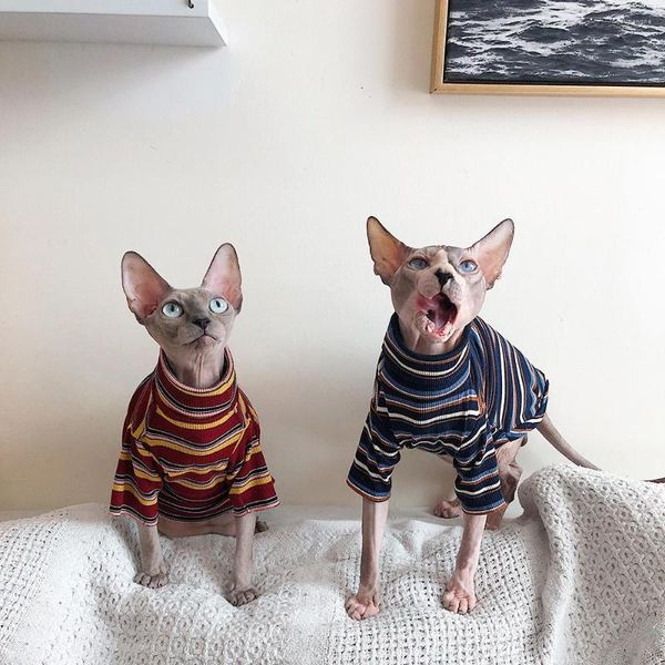 Costumi per gatti Vestiti per Sfinge Abbigliamento a righe senza peli Camicia a maglia calda Fornitore di animali dalla XS alla XL