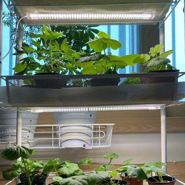 Luzes de cultivo Phytolamp para orquídeas plantas tiras de luz tiras de luz brancas lâmpadas de lâmpada em casa kits de hidroponia de floração cultivando kits