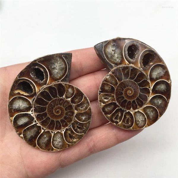 Figurine decorative 2 pezzi di campioni di quarzo Madagascar con guscio di ammonite tagliato a metà per regali