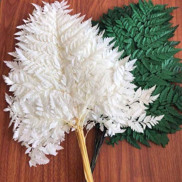 Ghirlande di fiori decorativi 10PCS Secco Naturale Fresco Conservato Pianta Felci a testa di violino Eternal Arachniodes essiccato Foglie Home Decor Decorazione di nozze 221122