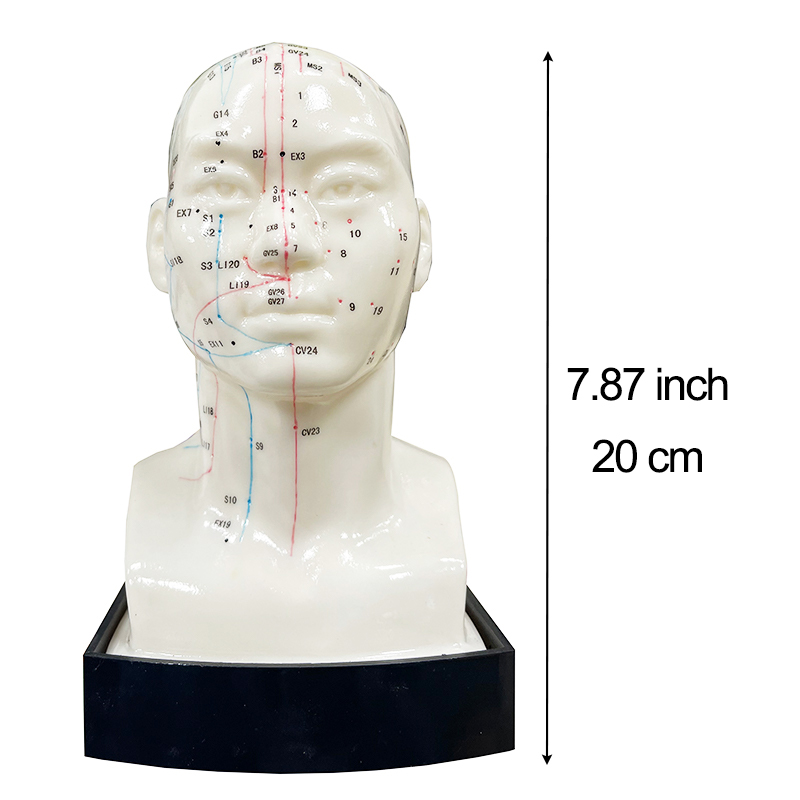 26 cm corps humain 22 cm oreille 20 cm tête points d'acupuncture méridiens modèle chinois traditionnel médical point d'acupuncture modèle d'enseignement avec manuel d'utilisation