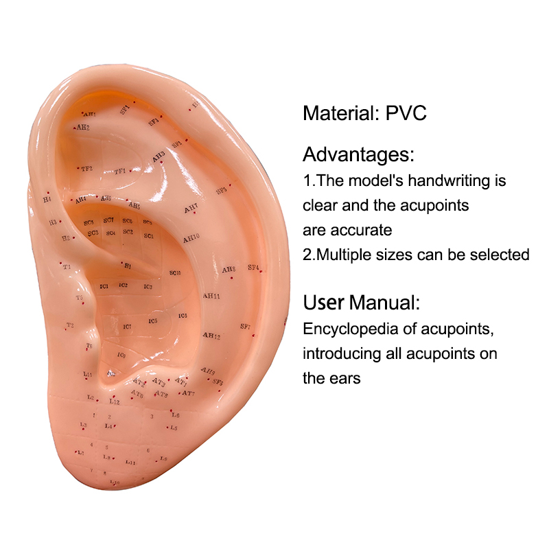 Modèle de pratique d'acupuncture oreille main pied 13 cm modèle humain de formation poignée facile pour école de médecine traditionnelle chinoise modèle d'enseignement clinique avec manuel d'utilisation