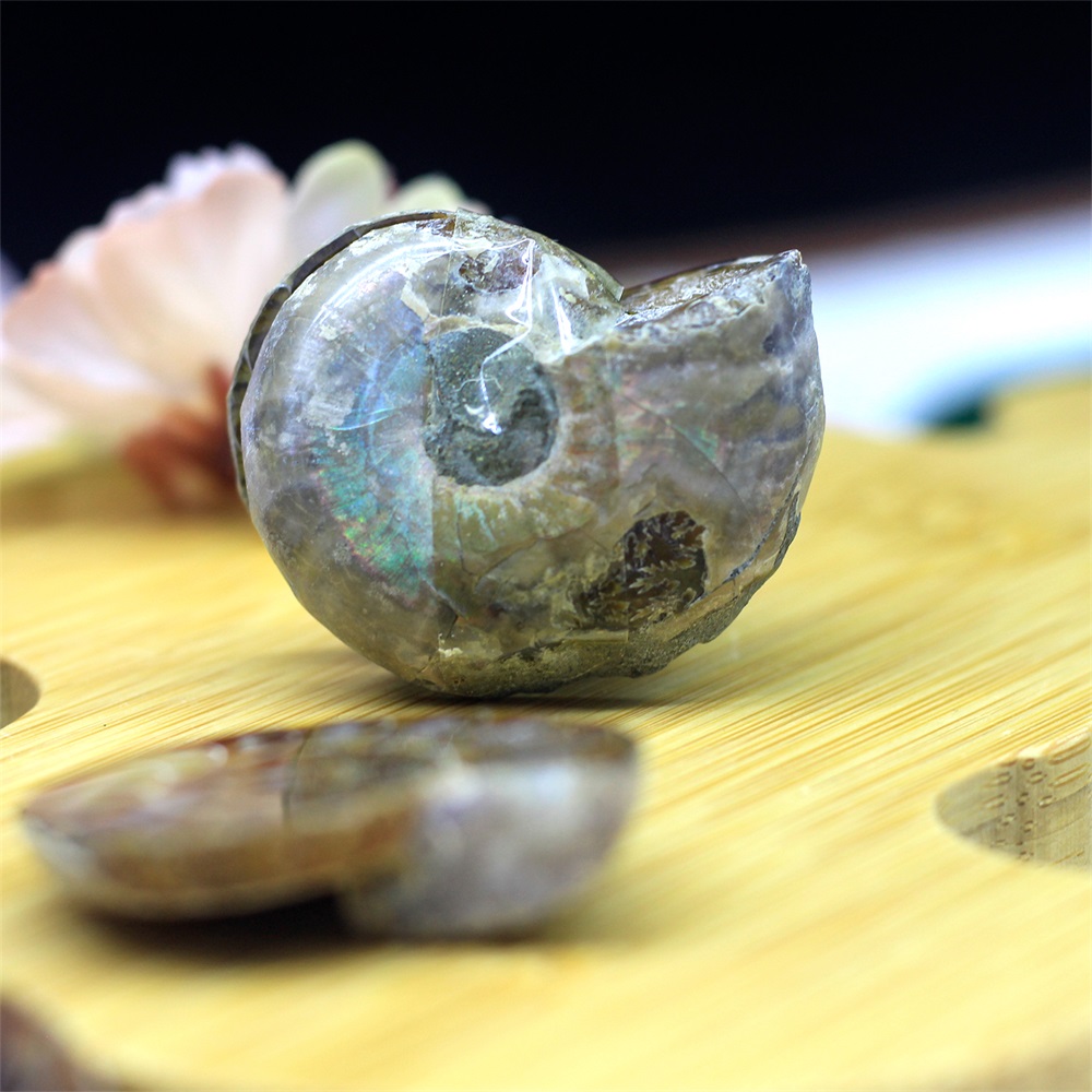 Natural Spotted Coloured Snail Fossils Double Sided Half Cut Sea Snail Paleontological Fossil Mineral Specimens DIY Jewelry Accessories Equipped with