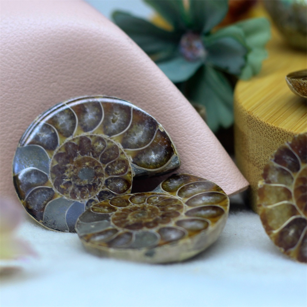 Natural Spotted Coloured Snail Fossils Double Sided Half Cut Sea Snail Paleontological Fossil Mineral Specimens DIY Jewelry Accessories Equipped with