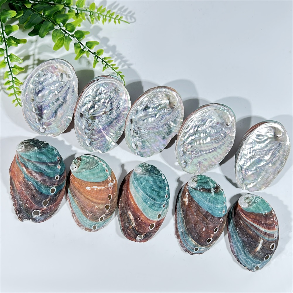 Natürliche Abalone-Muschel, große Muscheln, nautische Heimdekoration, Seifenschale, DIY-Aquarium, Aquarium, Landschaft, Hochzeitsdekoration