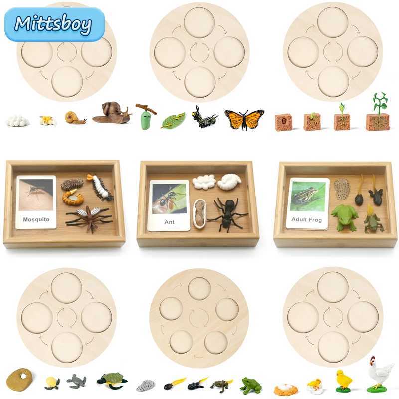 Sorting Nesting Stacking toys Baby Montessori Science Education Animals insects Life Cycle Board Sets Lifestyles Stages Kids Tools Educational Open-ended Toys