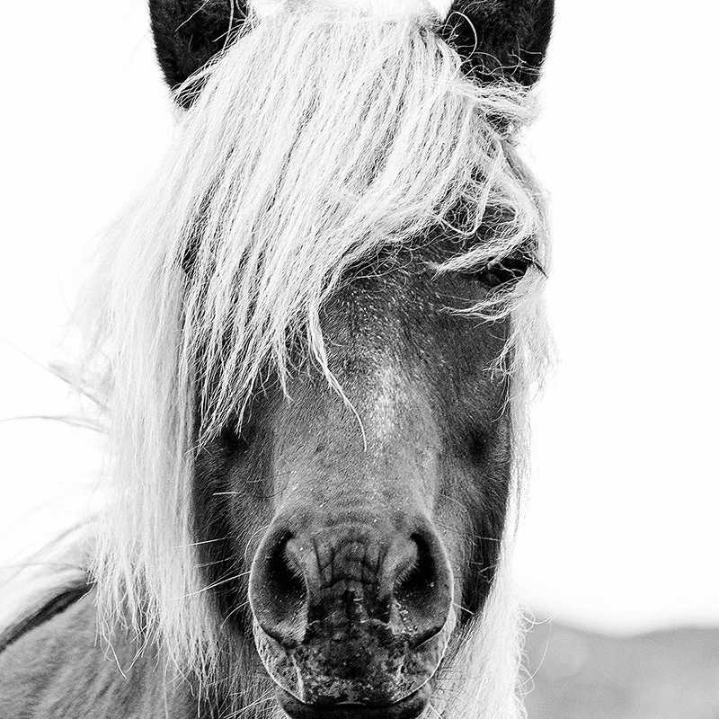 Dipinti Testa di cavallo in bianco e nero Poster Art Pittura Animali Cavalli Fotografia Stampe su tela Immagine della parete della casa della stanza Decorazione moderna