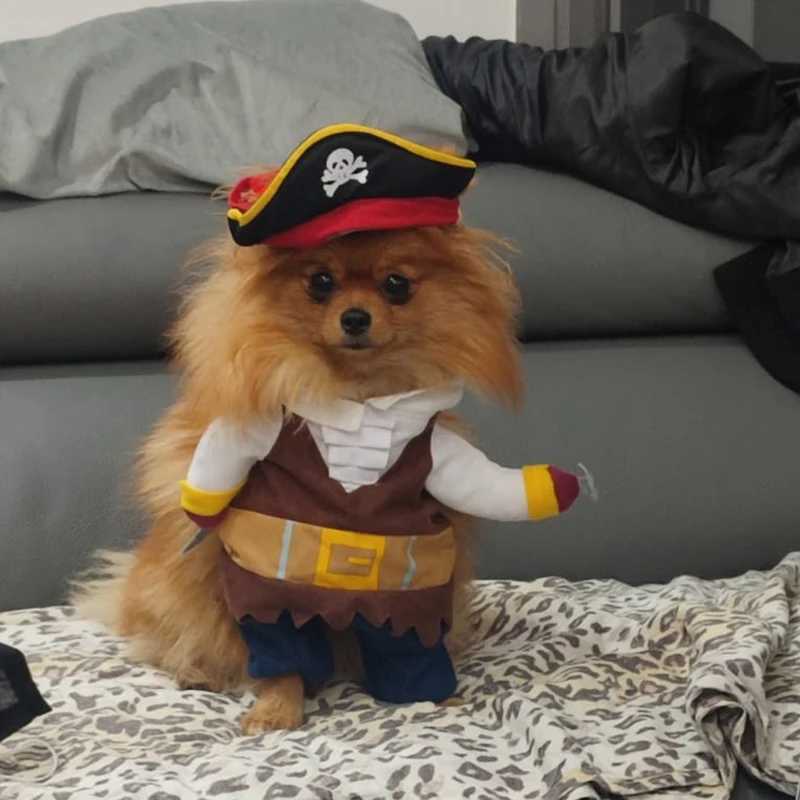 Vêtements pour chiens Halloween drôle chien chat costume fête fantaisie déguisement pirate costume animal corsaire vêtements veste chihuahua bouledogue français cosplay