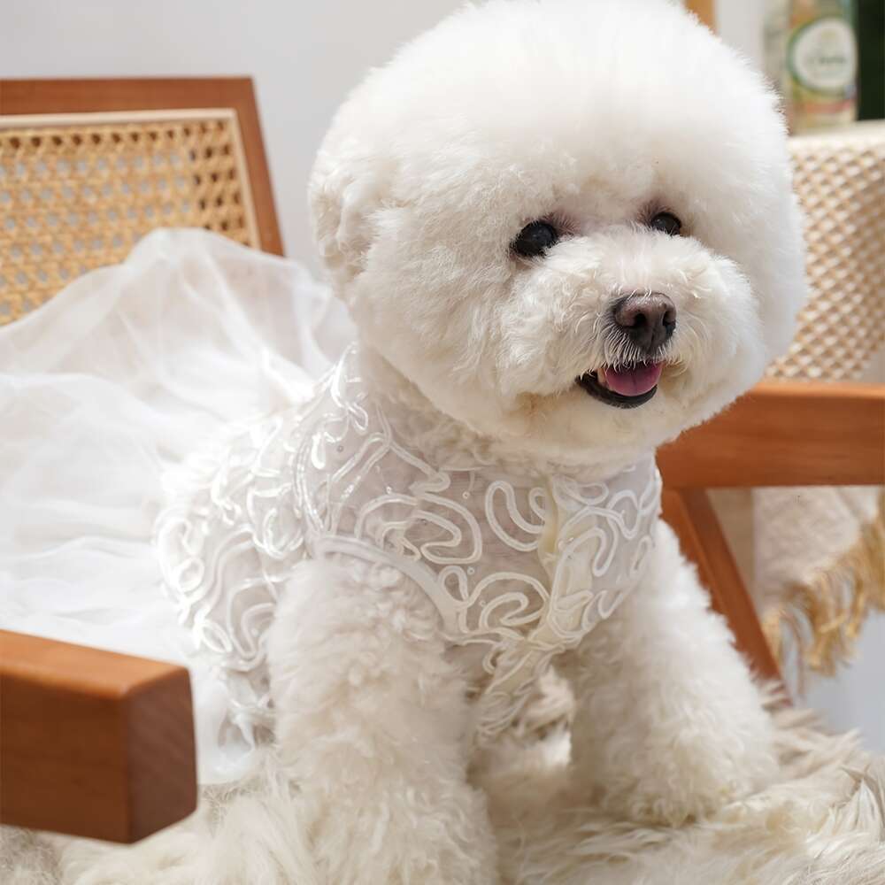 Chiens chats blancs 1 pièce, avec Style de robe de mariée en dentelle, pour la photographie et le style d'animaux de compagnie