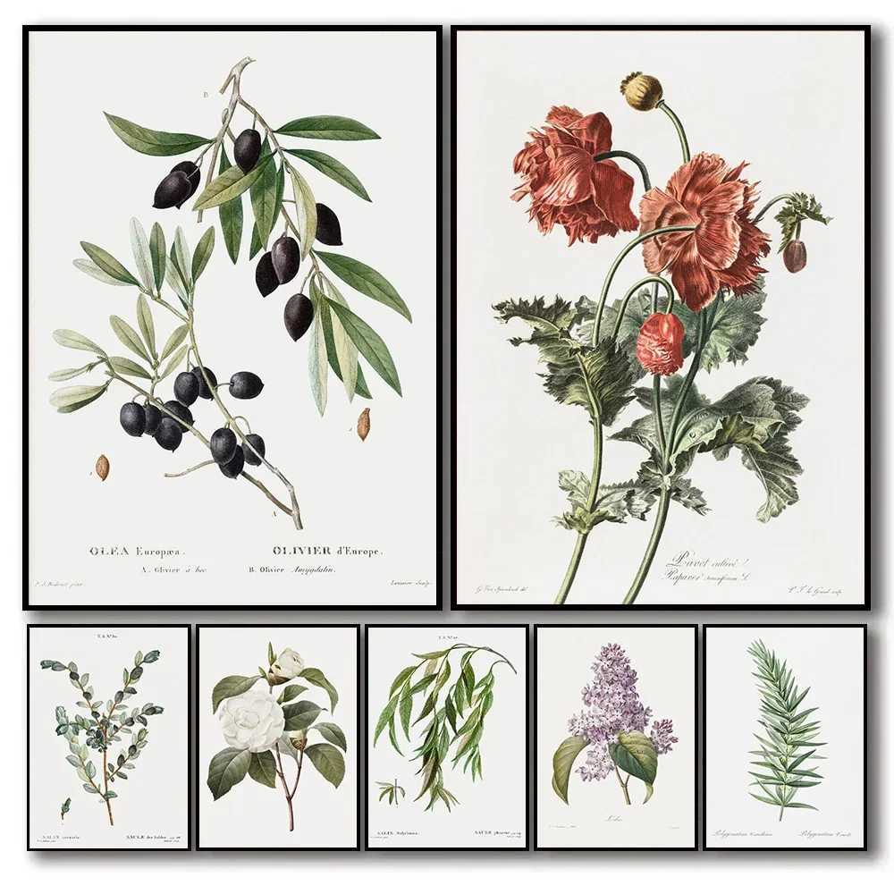 Fonds d'écran Vintage Herbal Plant Toivas Olive Affiche Poppy Camellia Lilac Art Art Picture Salon Home Decoration Garden Garden J240505