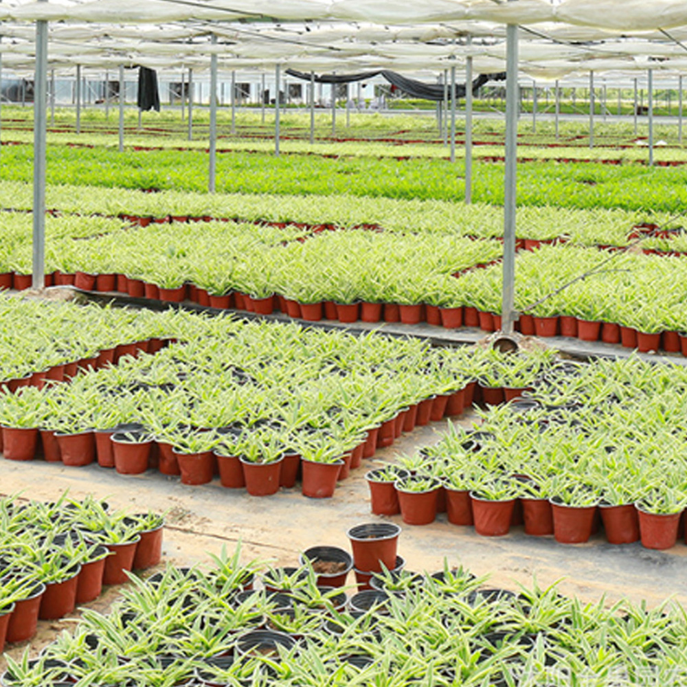 4 Größe Gartenpflanze Blumentöpfe Kindergartenschale Leichte Samen Startkiste Gewächshaus Bonsai Gemüse Sämlingsbehälter