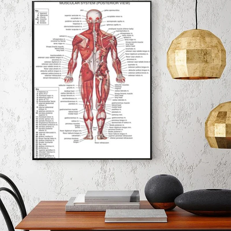 Sistema muscular Anatomía Cartel Músculo Diagrama de anatomía humana Anatomía Humana Póster médico Hospital Arte de pared decoración del corredor