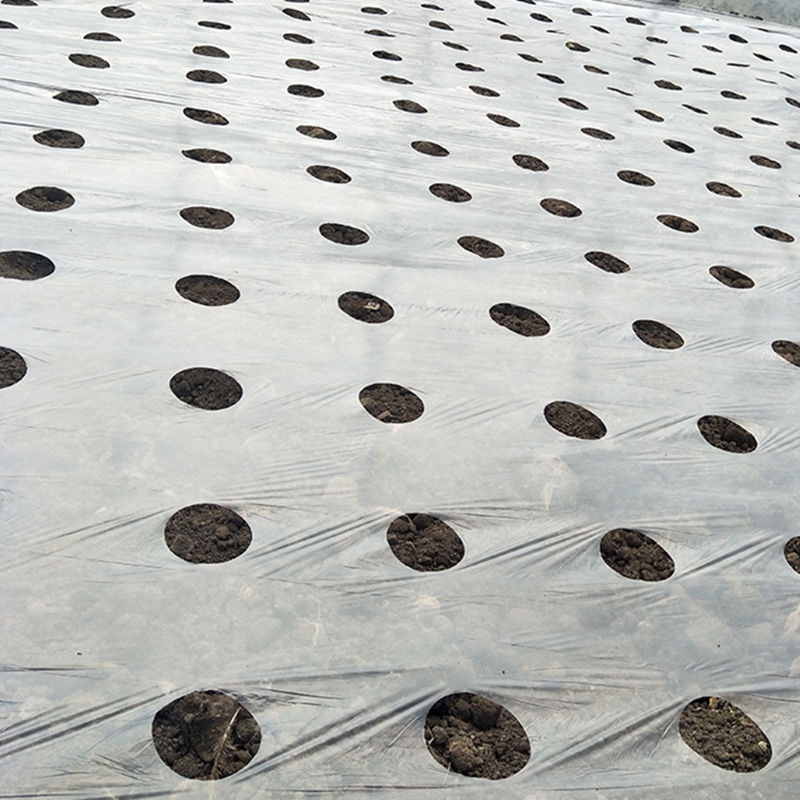 5holes 0,95 * 50m 0,02 mm Jardin noir Greenhouse Vegetables Membrane Agricultural Plants Mulch Seemding Film Plastic Perfore