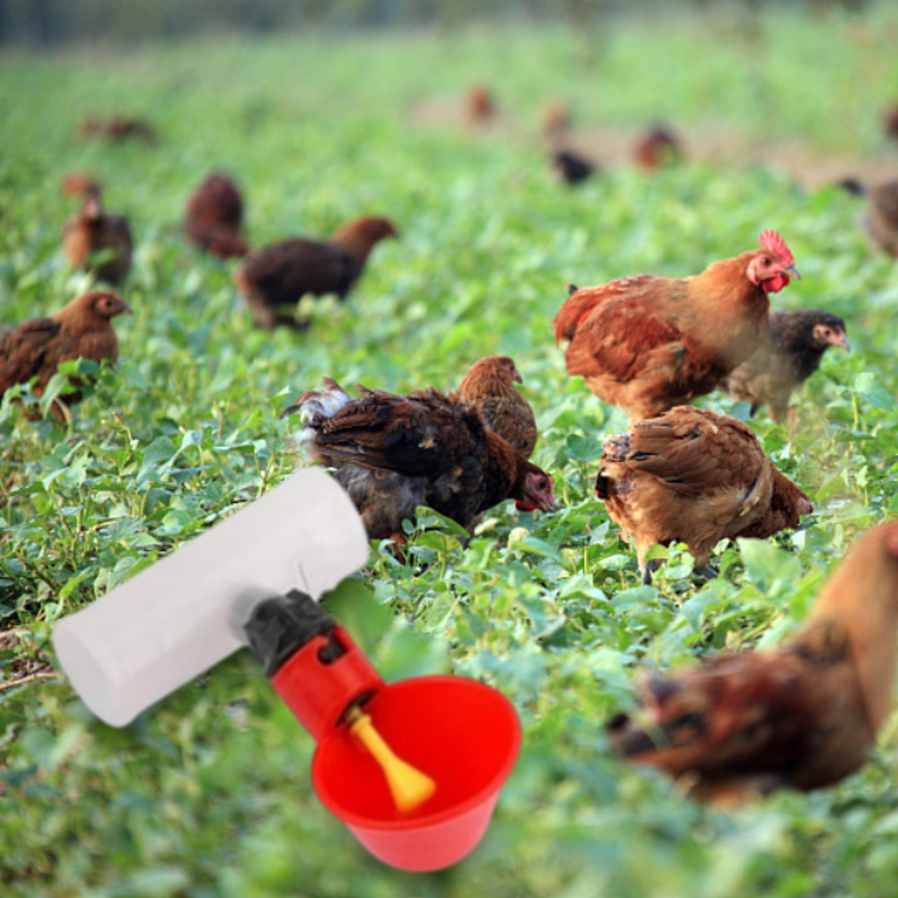 Poulet tasse de buveur automatique pour l'observation de la bol à boisson à l'eau de boisson Bol d'oiseau de bol à cailleur