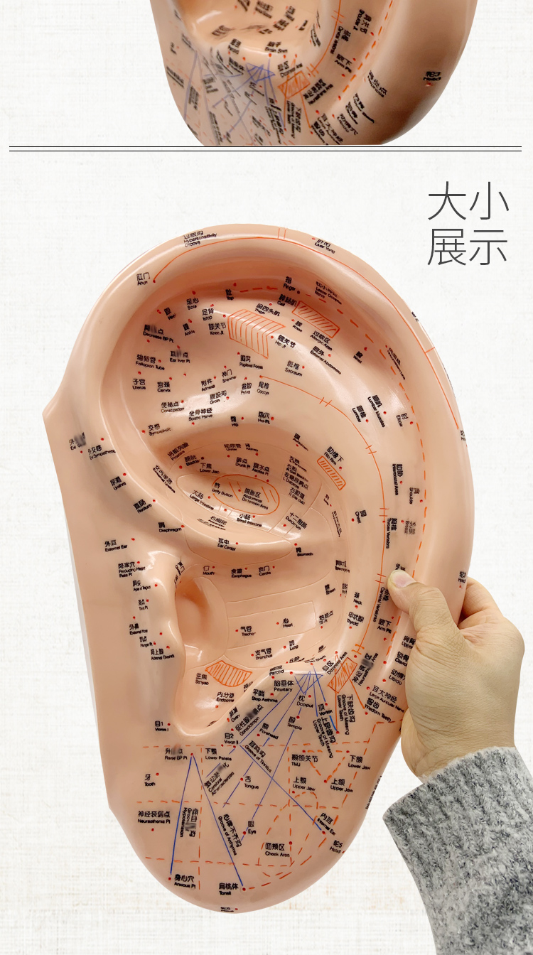 40cm EAR MODEL AURICULAR ACUPUNCTURE ACUPOINTS CHINESE CHARACTERS ENGLISH CODE