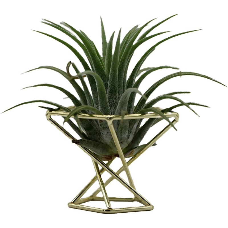 's geometrische luchtplanthouder luchtplanten rek metalen planten staan plantenplanken himmeli decor tillandsia containers