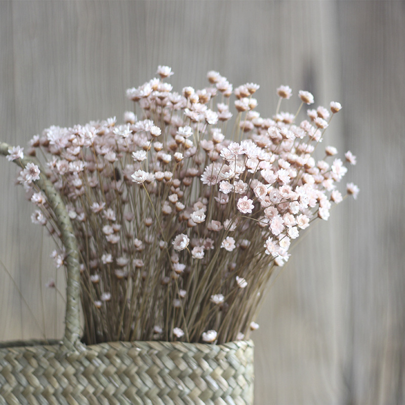 50pcs / bouquet étoile chrysanthemum fleur séchée mini matériaux floraux de marguerite