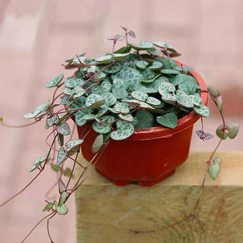 Ny återanvändbar plastblommakorg hängande blomkruka åttkantig dekorativ praktisk praktisk