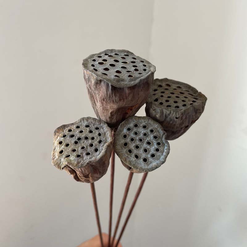 3~4CM Head/35-40CM Natural Dried Lotus Seedpod with Artificial Wire Pole,Small Lotus Seed Pod Flower Bouquet For Home Decor